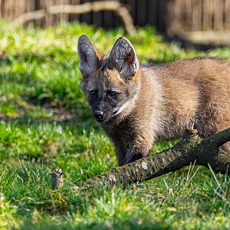 Ein Mähnenwolf-Jungtier geht über eine grüne Wiese und spitzt die großen Ohren.
